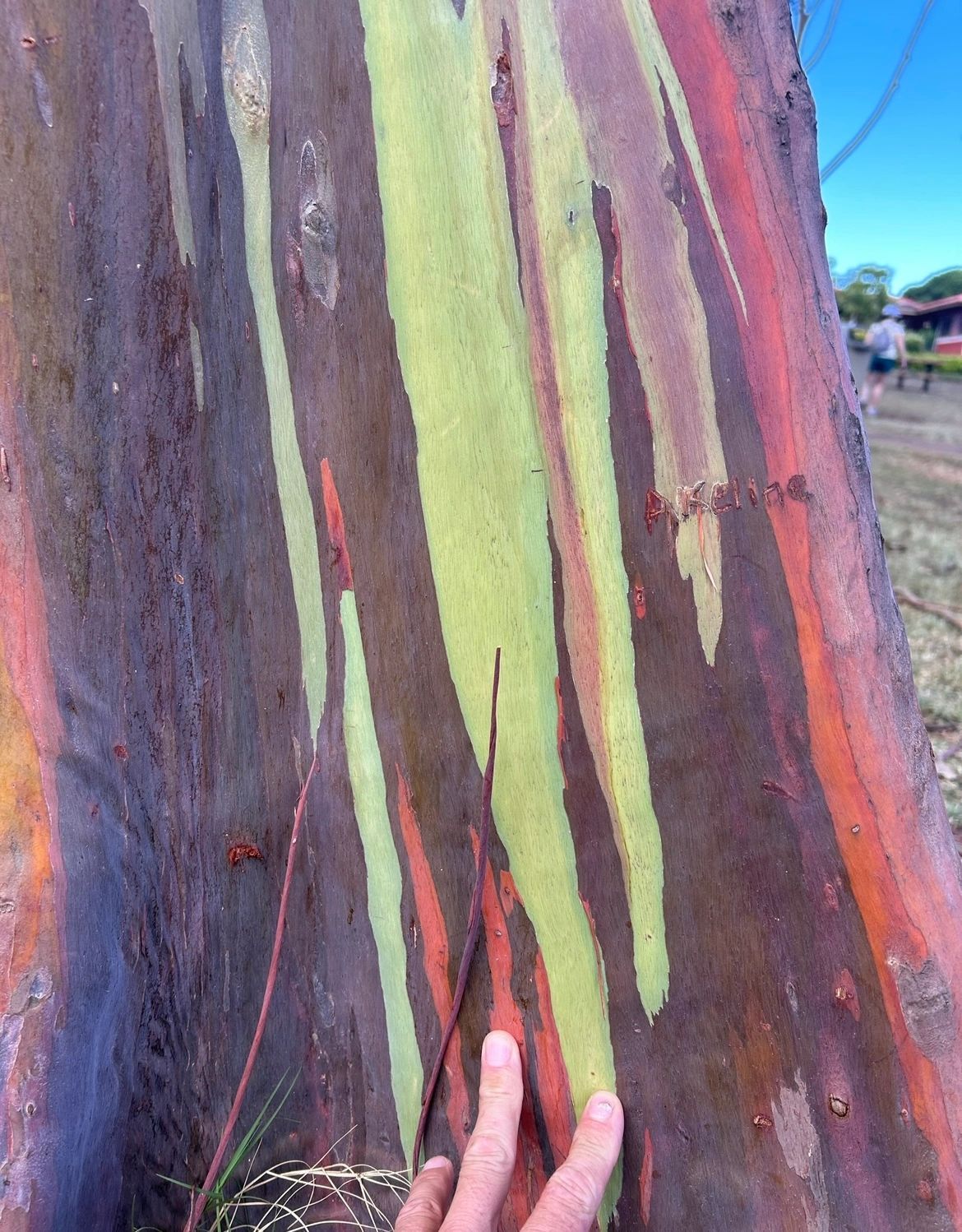 Close-up of rainbow eucalyptus bark in green, red and purple