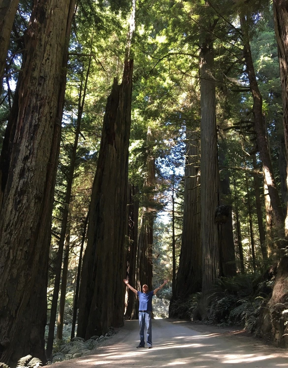 Standing among giant redwood trees