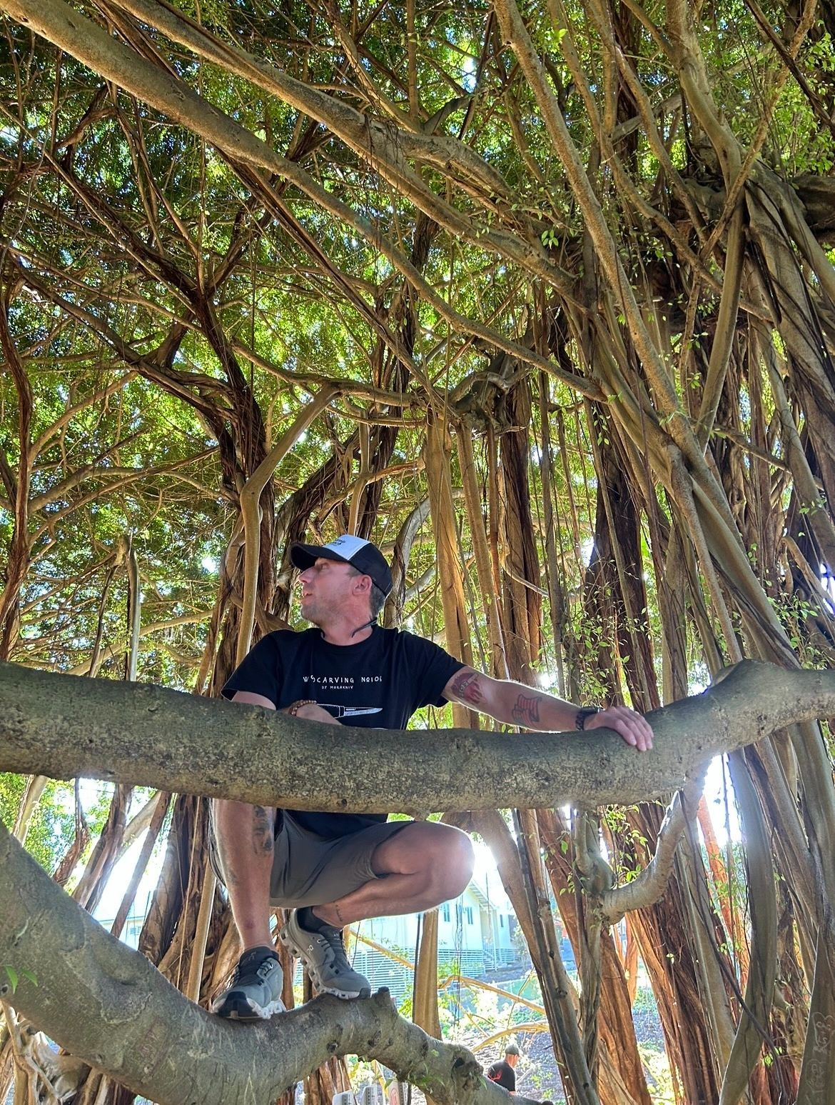Sitting up in the branches of a banyan tree